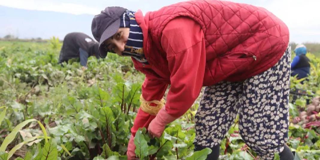 Kırmızı elmasta hasat heyecanı! Lezzeti kadar sağlığa faydası da çok: 40 TL’den kapış kapış satıyor 4